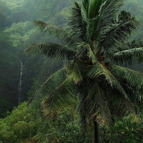 سجاد جوانی داغ برنو